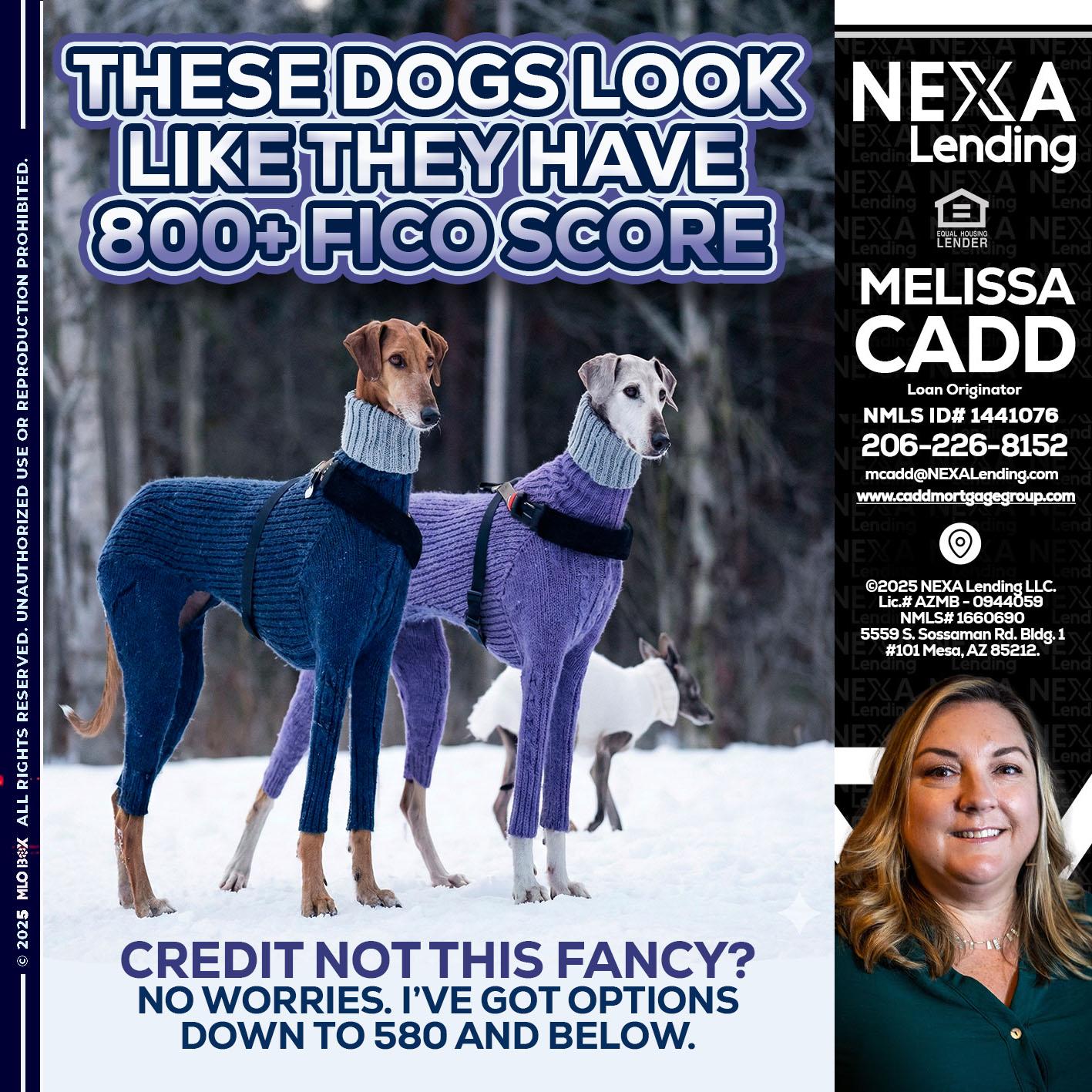 THESE DOGS LOOK - Melissa Cadd -Loan Originator